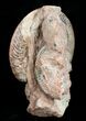 / Pseudogrammoceras Ammonite - France #4500-2